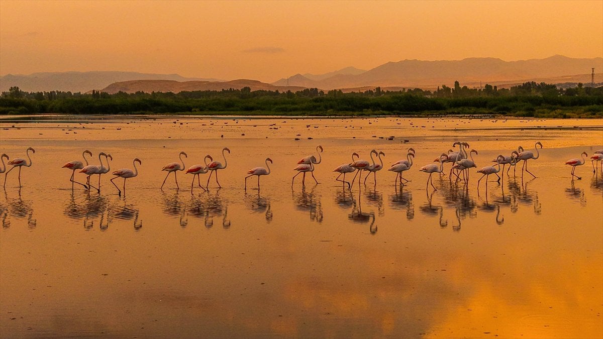Van Gölü Havzası'nın misafirleri: Flamingolar