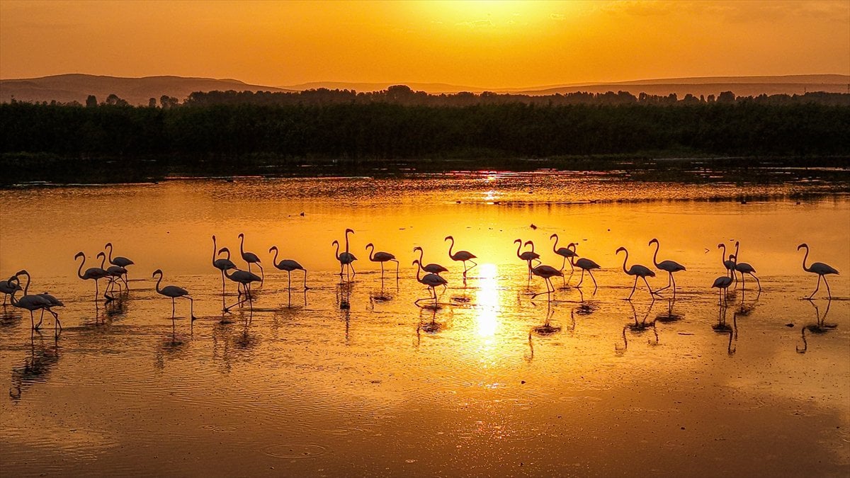 Van Gölü Havzası'nın misafirleri: Flamingolar