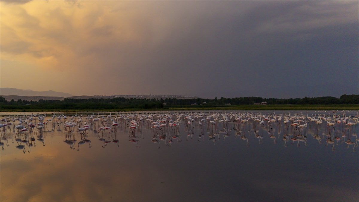 Van Gölü Havzası'nın misafirleri: Flamingolar