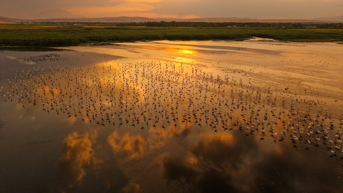 Van Gölü Havzası'nın misafirleri: Flamingolar