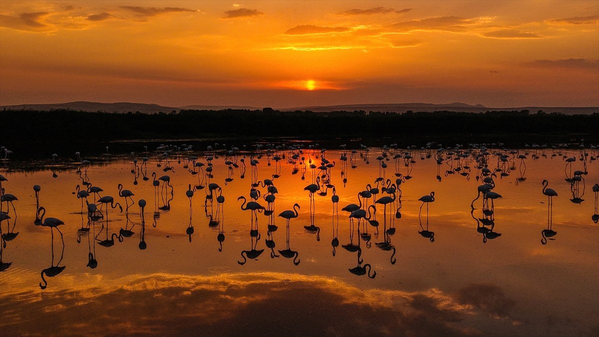 Van Gölü Havzası'nın misafirleri: Flamingolar