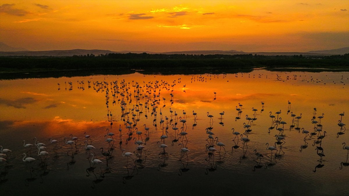 Van Gölü Havzası'nın misafirleri: Flamingolar
