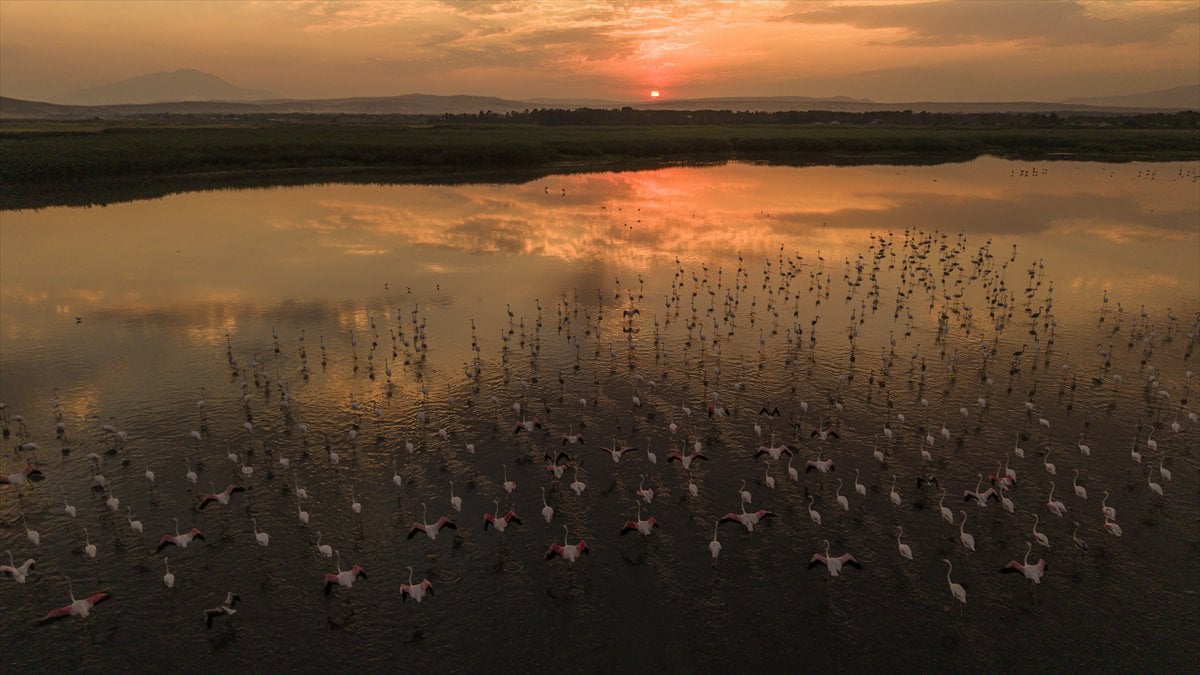 Van Gölü Havzası'nın misafirleri: Flamingolar