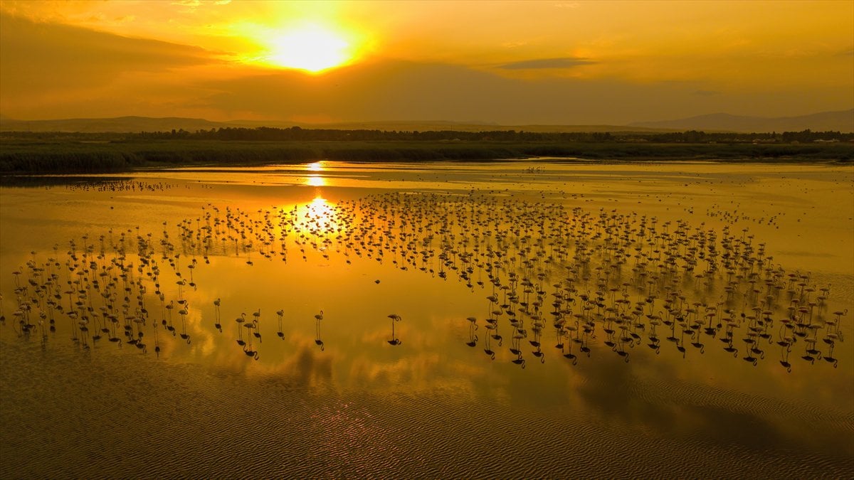 Van Gölü Havzası'nın misafirleri: Flamingolar