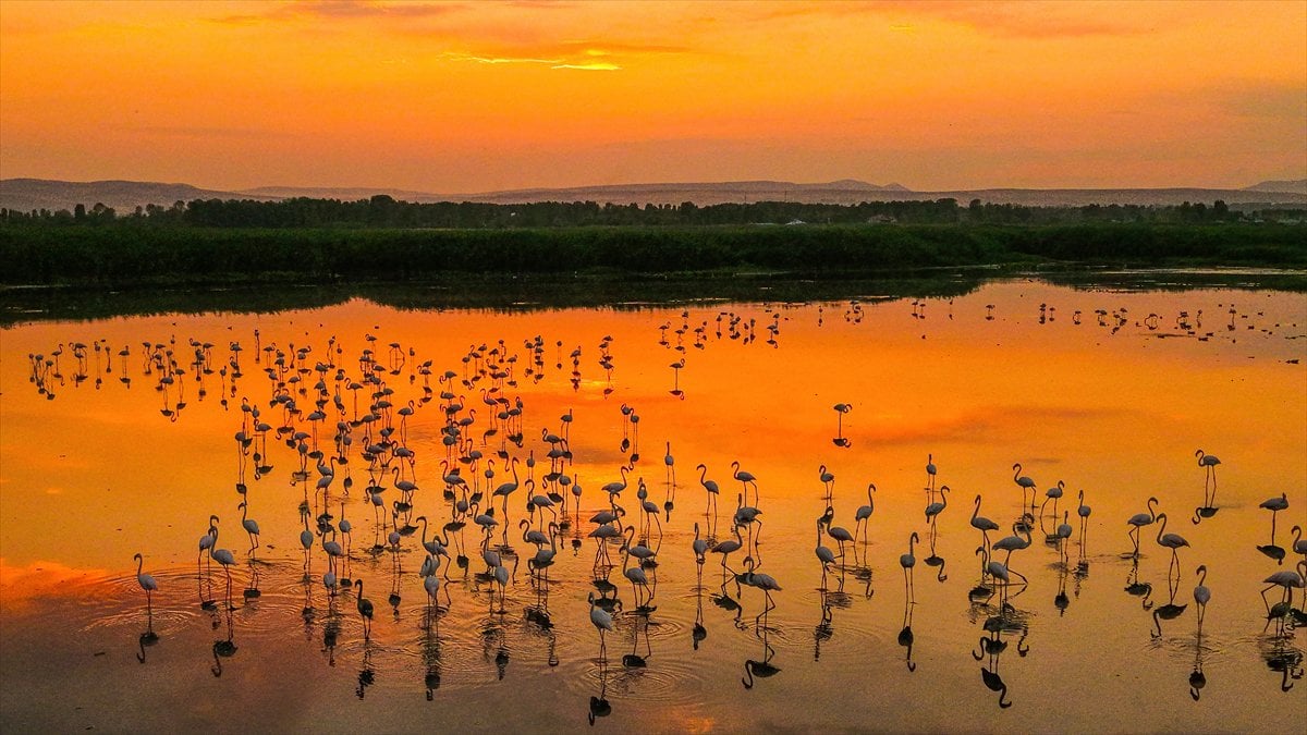 Van Gölü Havzası'nın misafirleri: Flamingolar