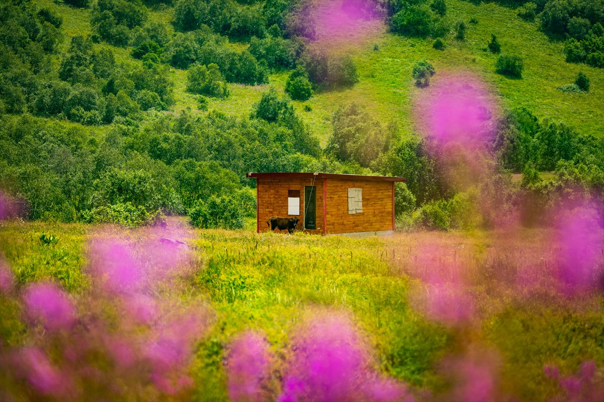 Doğa harikası Cimil Vadisi, ziyaretçilerine görsel şölen sunuyor