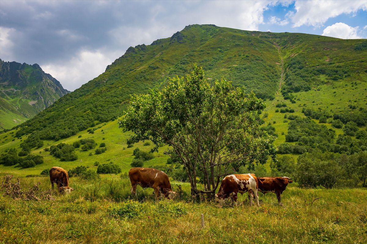 Doğa harikası Cimil Vadisi, ziyaretçilerine görsel şölen sunuyor