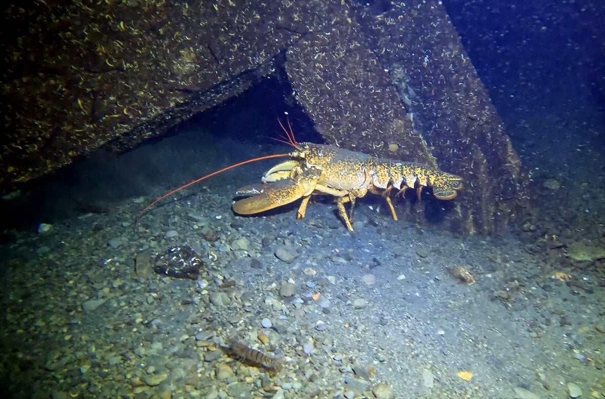 Marmara Depremi'nin su altındaki izleri