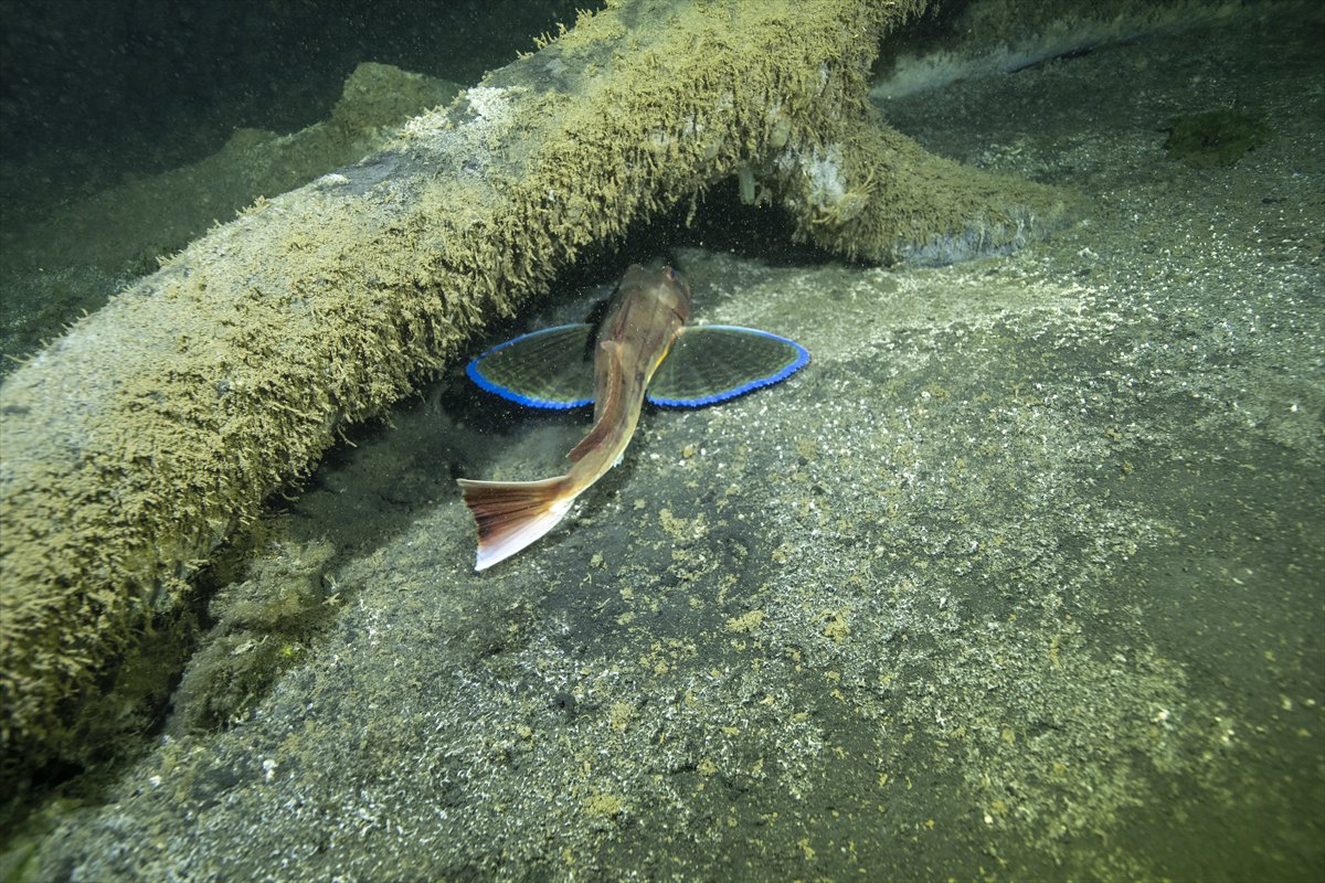 Marmara Depremi'nin su altındaki izleri