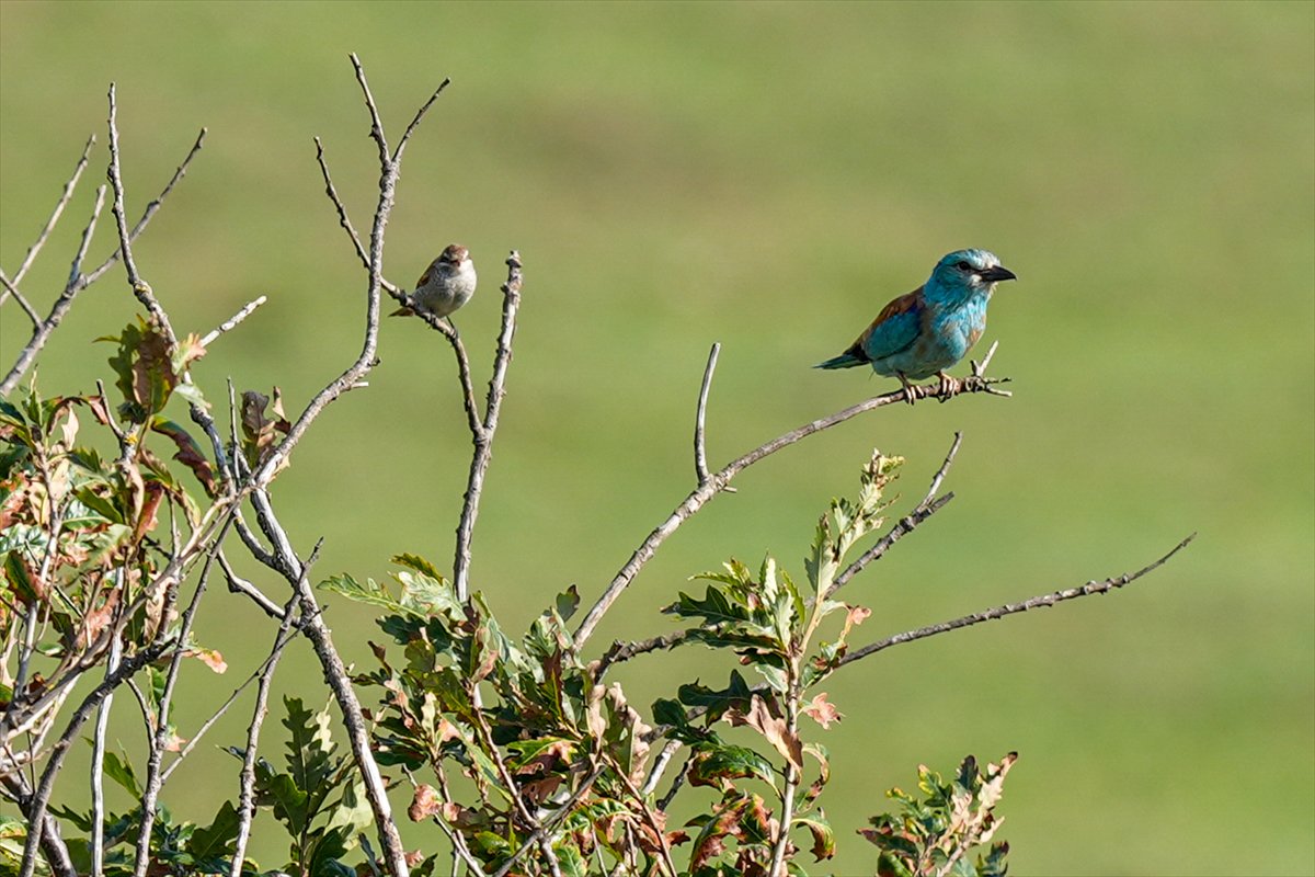 Türkiye’nin en kuzey noktası: Sinop