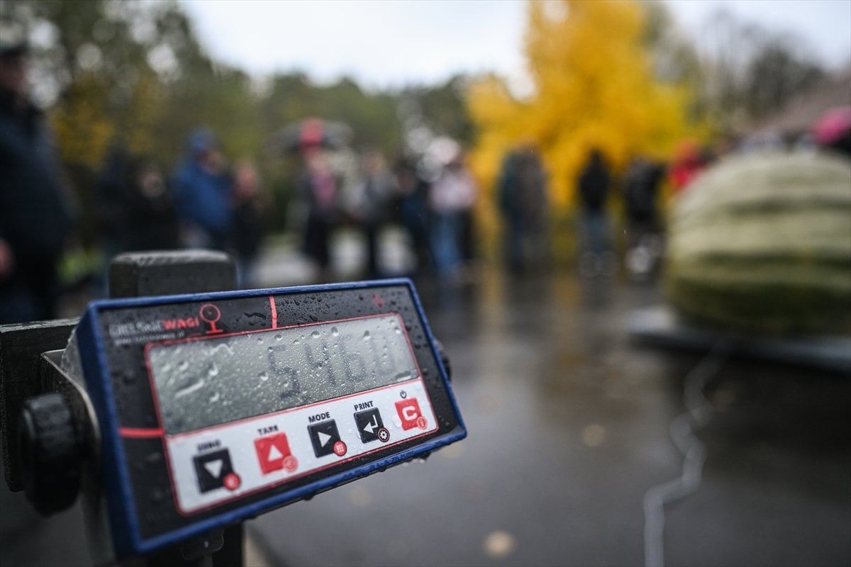 Polonya’da Dev Bal Kabağı Yarışması