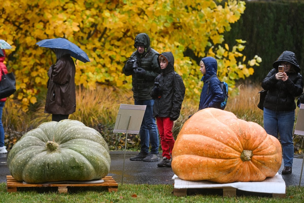 Polonya’da Dev Bal Kabağı Yarışması