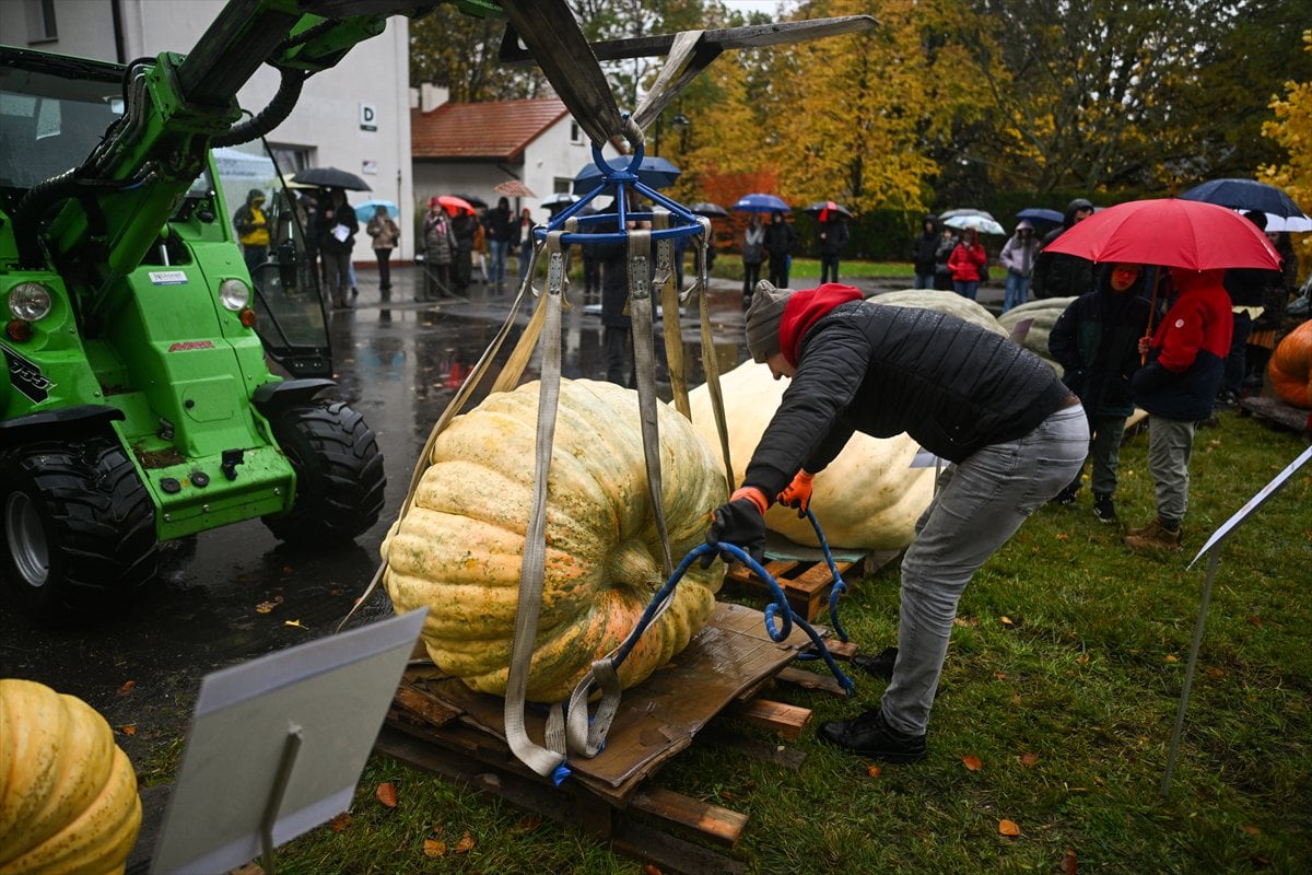 Polonya’da Dev Bal Kabağı Yarışması