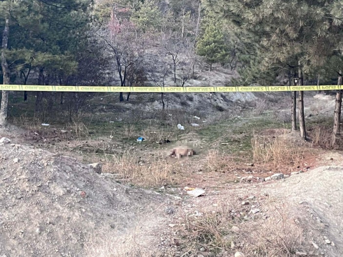 Ankara'da tüfekle vurulmuş 4 köpek ölüsü bulundu -3