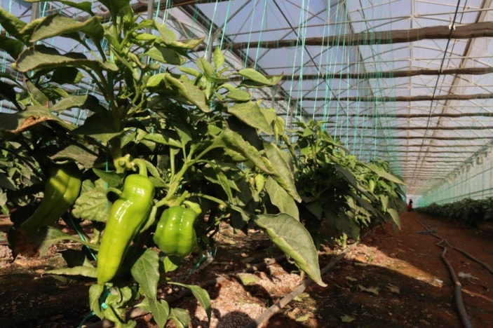 Şanlıurfalı kadınlar 2023'e isot hasadı ile başladı