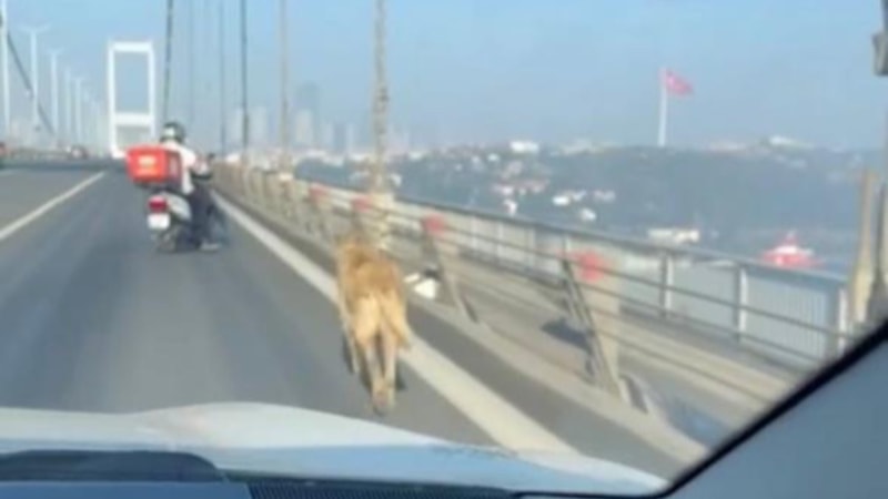 15 Temmuz Şehitler Köprüsü'nde sokak köpeği görüldü