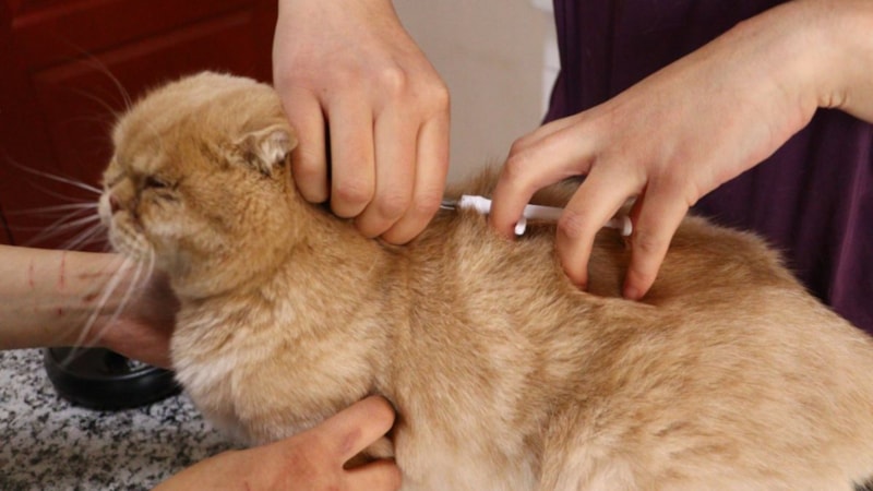 6 milyon evcil hayvandan yüzde 25'i çiplendi