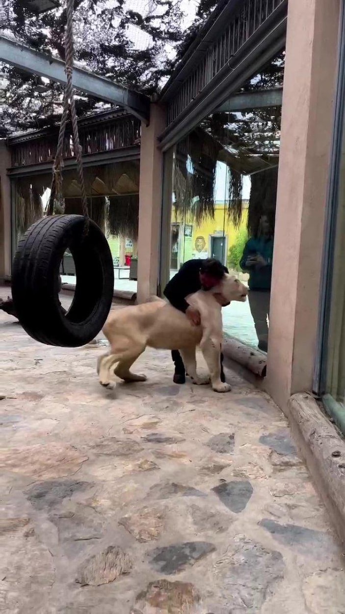 Tuzla’daki hayvanat bahçesinde, aslan Angel ile veterinerin dostluğu