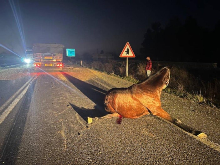 Şanlıurfa’da tır çarpan yarış atları telef oldu