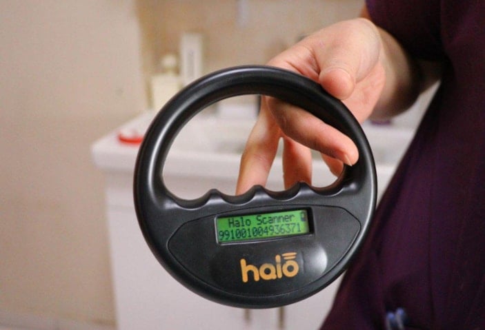 6 milyon evcil hayvandan yüzde 25'i çiplendi