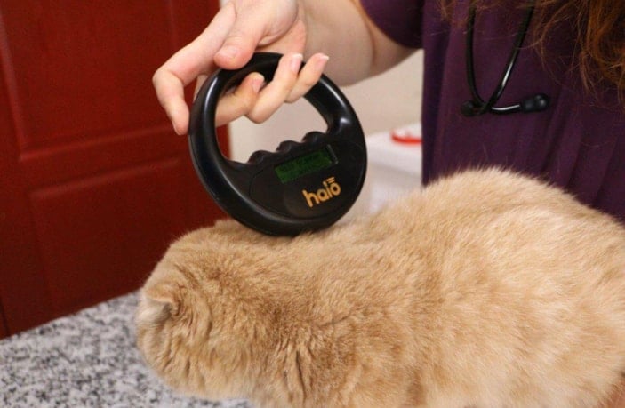 6 milyon evcil hayvandan yüzde 25'i çiplendi