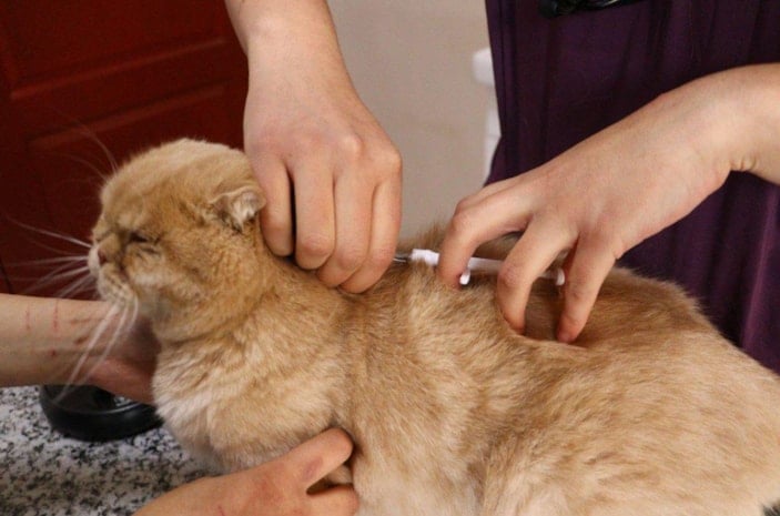 6 milyon evcil hayvandan yüzde 25'i çiplendi