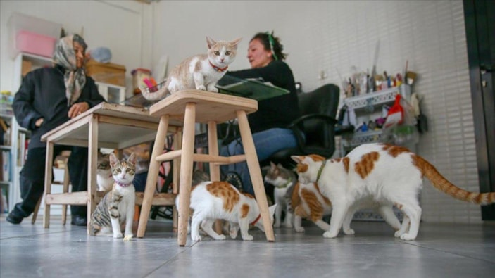 İzmir'de mağaza sahibi çift, dükkanlarını kedilere açtı