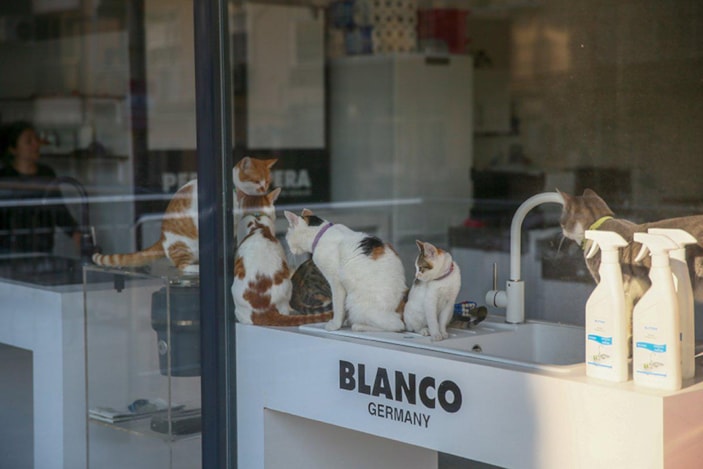 İzmir'de mağaza sahibi çift, dükkanlarını kedilere açtı