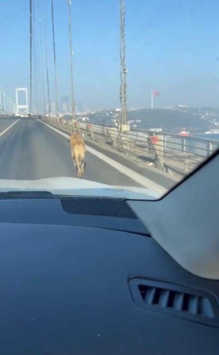 15 Temmuz Şehitler Köprüsü'nde sokak köpeği görüldü