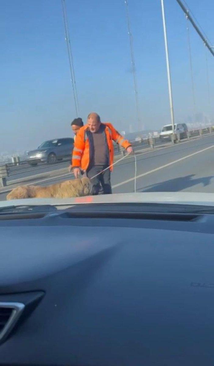 15 Temmuz Şehitler Köprüsü'nde sokak köpeği görüldü