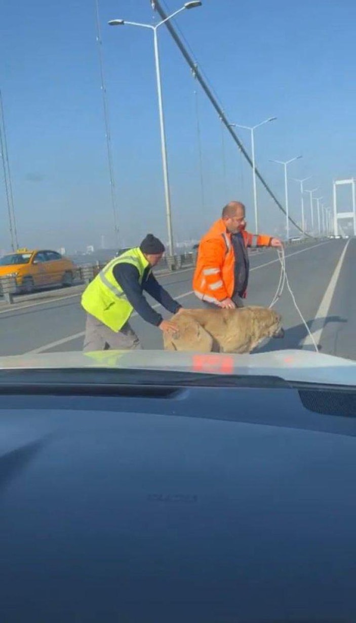 15 Temmuz Şehitler Köprüsü'nde sokak köpeği görüldü