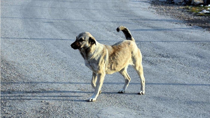 Sivas'ta çoban köpeğinin saldırdığı kadın ağır yaralandı 