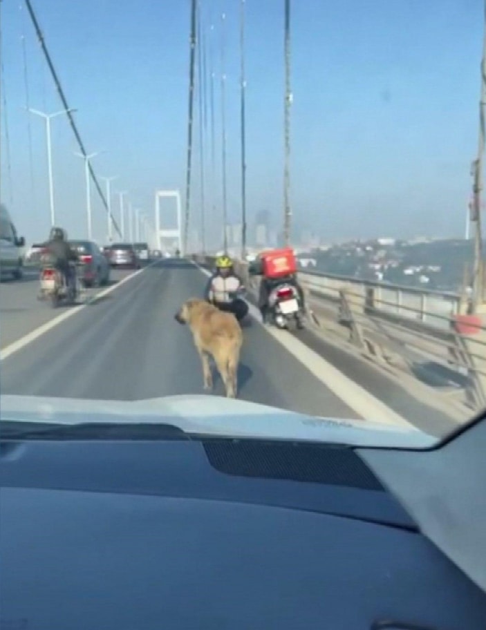 15 Temmuz Köprüsü'nde köpeğe yardım edenler konuştu -3