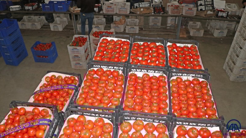 Muğla'dan 2022'de 60 bin ton domates ihraç edildi