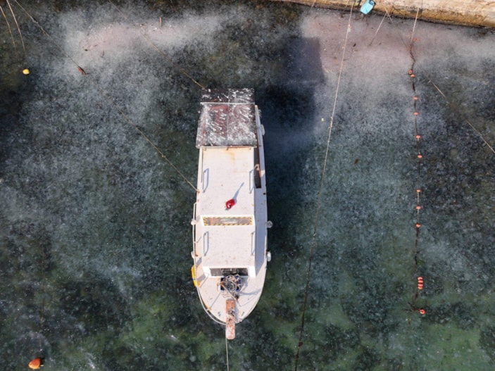 İstanbul Boğazı’nı denizanaları istila etti