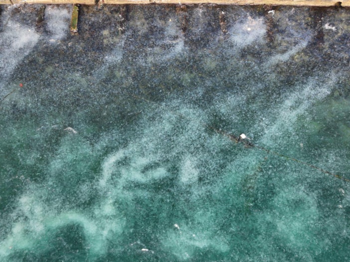 İstanbul Boğazı’nı denizanaları istila etti