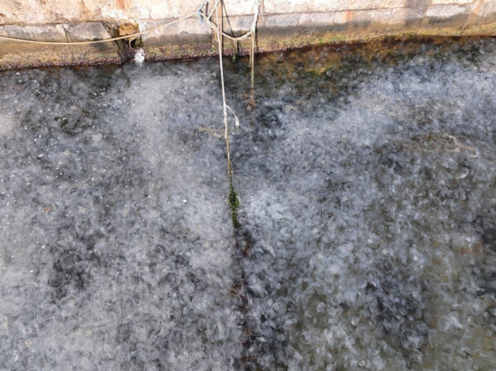 İstanbul Boğazı’nı denizanaları istila etti