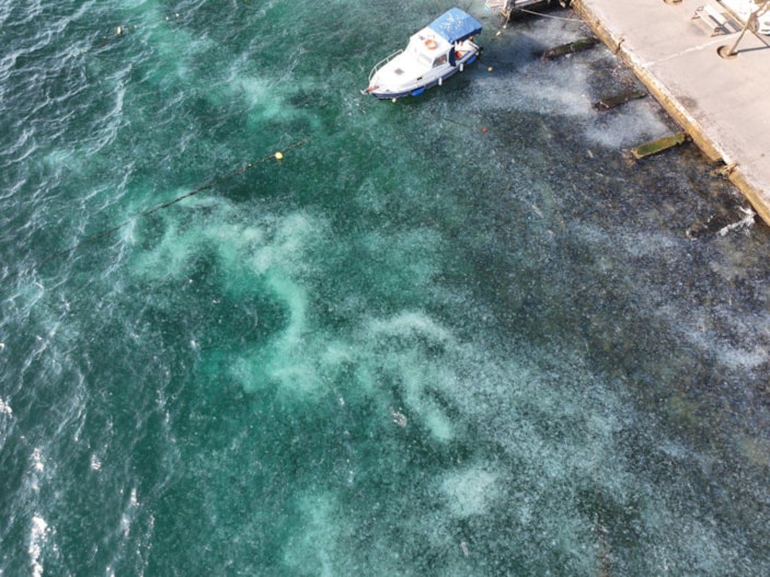 İstanbul Boğazı’nı denizanaları istila etti