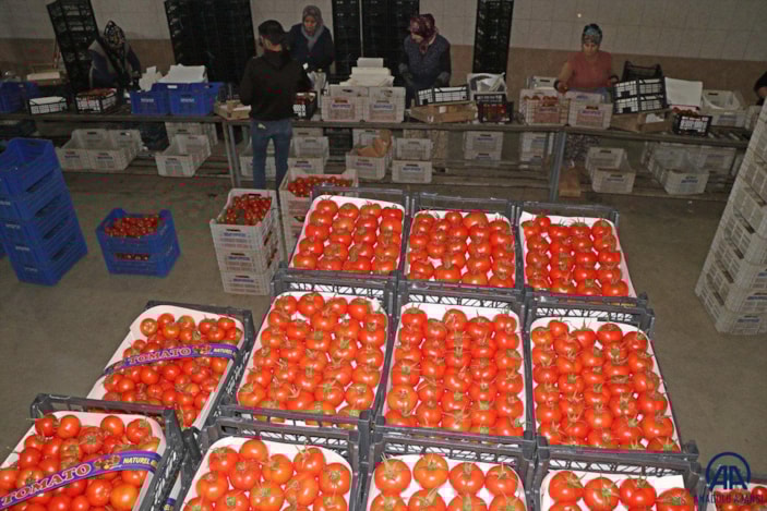 Muğla'dan 2022'de 60 bin ton domates ihraç edildi