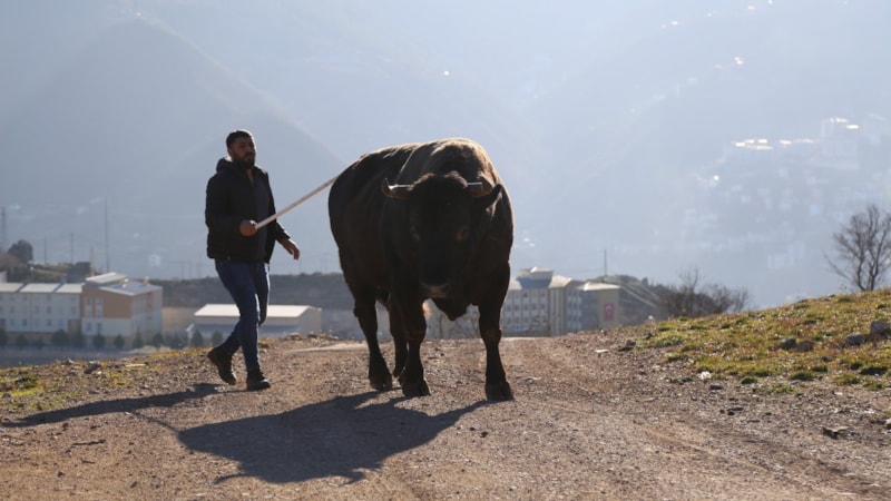 Artvin’de araç fiyatına boğa