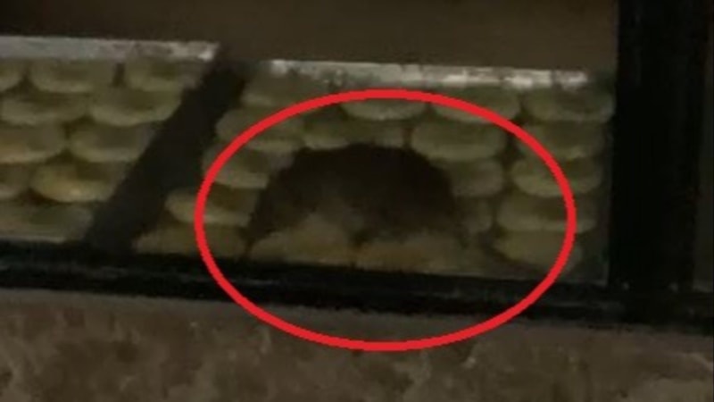 Tekirdağ'da simit fırınında gezinen fare kamerada