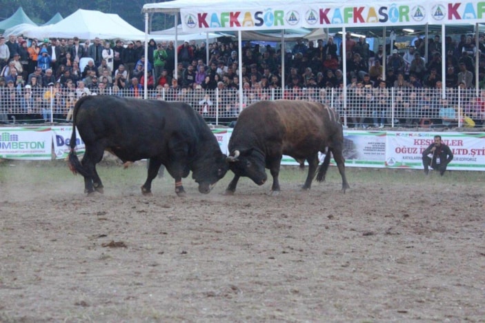 Artvin’de araç fiyatına boğa