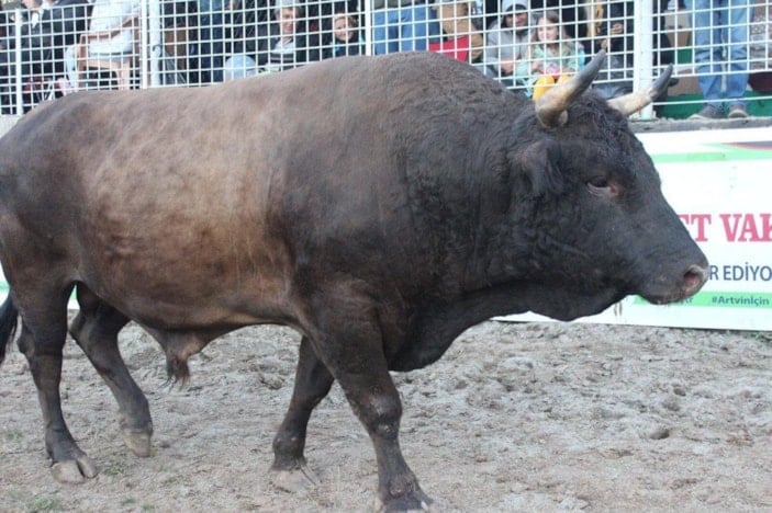 Artvin’de araç fiyatına boğa