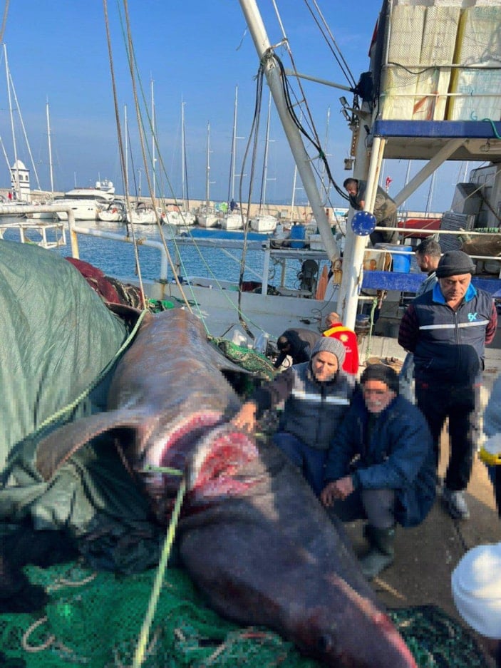 İzmir'de 10 metrelik köpek balığı ağa takıldı