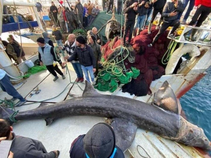 İzmir'de 10 metrelik köpek balığı ağa takıldı