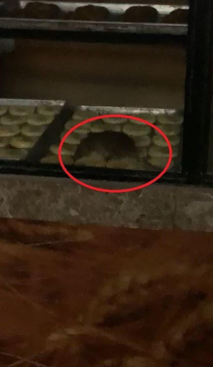 Tekirdağ'da simit fırınında gezinen fare kamerada