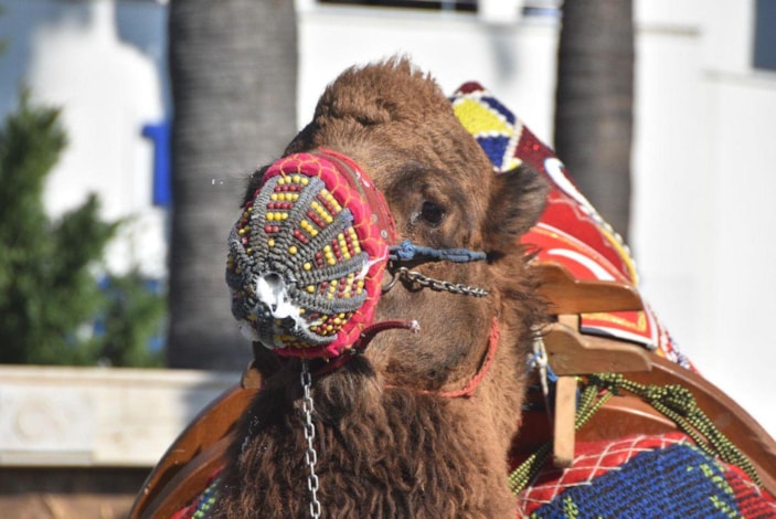 Bodrum sokaklarına develer çıktı, turistler fotoğraf çektirdi -2
