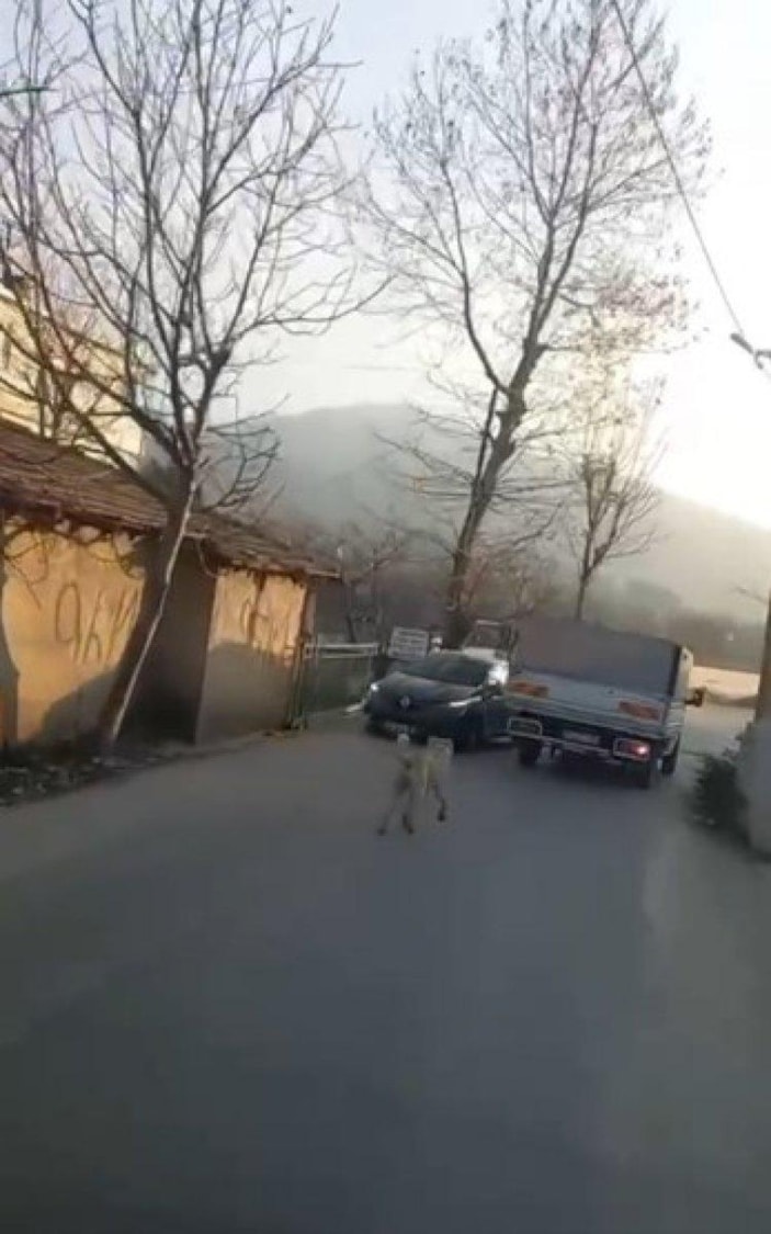 Bursa'da köpeği kamyonete bağlayıp koşturdular