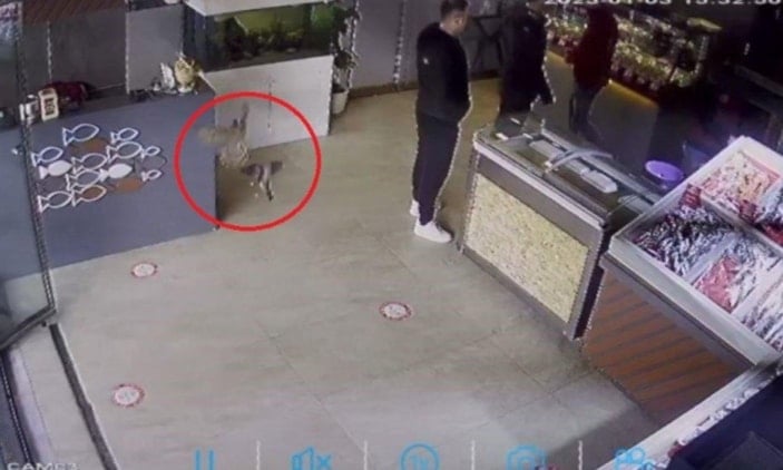 Tekirdağ'da balıkçıya giren atmaca işletmeyi birbirine kattı