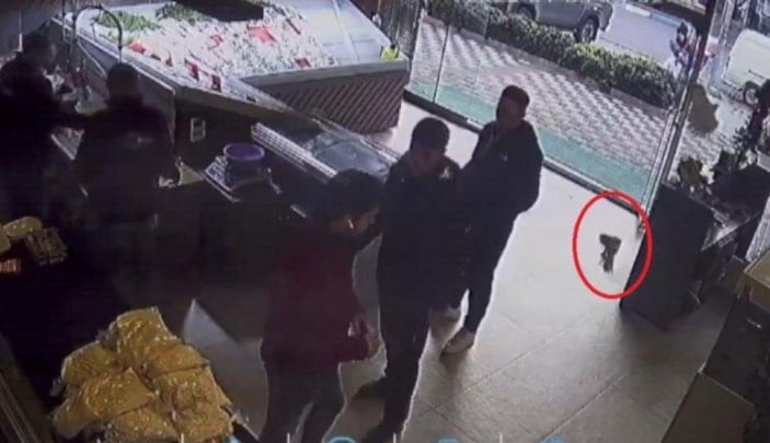 Tekirdağ'da balıkçıya giren atmaca işletmeyi birbirine kattı